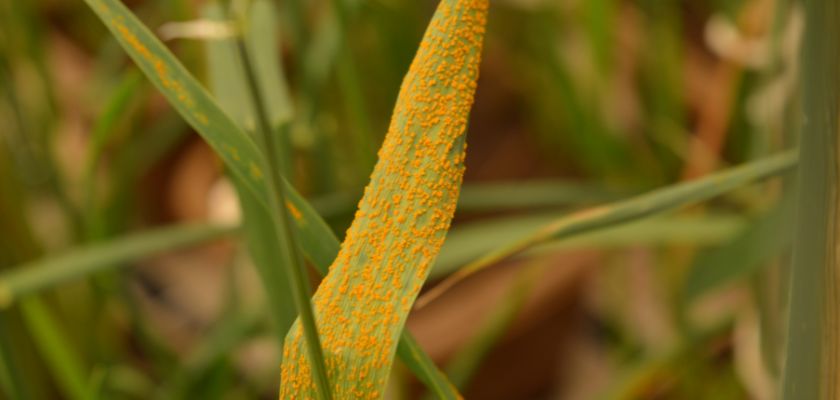 Identifying and Understanding Lawn Rust