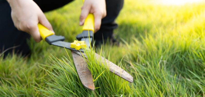 Long-term Lawn Care Tips