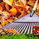 Best Fall Lawn Care Tips